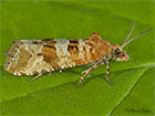  49.185 Lobesia littoralis Copyright Martin Evans 