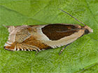  49.214 Ancylis badiana Copyright Martin Evans 