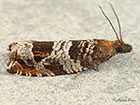  49.215 Ancylis achatana Copyright Martin Evans 