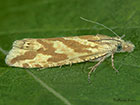  49.219 Thiodia citrana Copyright Martin Evans 