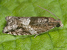  49.223 Rhopobota naevana Copyright Martin Evans 