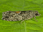  49.255 Epinotia nisella Copyright Martin Evans 