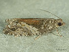  49.255 Epinotia nisella Copyright Martin Evans 