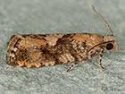  49.259 Zeiraphera ratzburgiana Copyright Martin Evans 