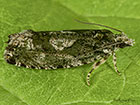  49.260 Zeiraphera isertana Copyright Martin Evans 