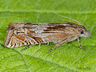  49.276 Eucosma aspidiscana Copyright Martin Evans 