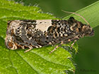  49.286 Epiblema cirsiana Copyright Martin Evans 