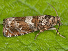  49.289 Epiblema costipunctana Copyright Martin Evans 