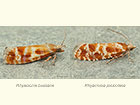  49.305 Rhyacionia buoliana and Rhyacionia pinicolana Copyright Martin Evans 