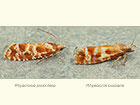  49.306 Rhyacionia pinicolana and Rhyacionia buoliana Copyright Martin Evans 