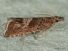  49.313 Dichrorampha acuminatana Copyright Martin Evans 