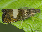  49.313 Dichrorampha sequana Copyright Martin Evans 