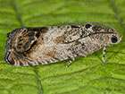  49.341 Cydia splendana Copyright Martin Evans 