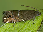  49.355 Ephippiphora lathyrana Copyright Martin Evans 