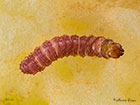  50.001 Goat Moth larva 8mm Copyright Martin Evans 