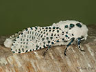  50.002 Leopard Moth Copyright Martin Evans