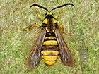  52.002 Hornet Moth Copyright Martin Evans 