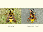  52.002 Hornet Moth and Lunar Hornet Moth Copyright Martin Evans 