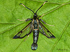  52.006 White-barred Clearwing Copyright Martin Evans 