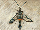  52.007 Large Red-belted Clearwing Copyright Martin Evans 