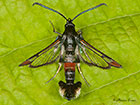  52.008 Red-tipped Clearwing Copyright Martin Evans 