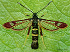  52.009 Sallow Clearwing Copyright Martin Evans 