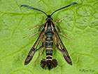  52.013 Currant Clearwing Copyright Martin Evans 