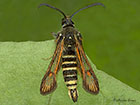  52.014 Six-belted Clearwing Copyright Martin Evans 