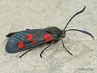  54.009 Narrow-bordered 5-spot Burnet Copyright Martin Evans 