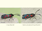  54.010 5-spot Burnet and Narrow-bordered 5-spot Burnet Copyright Martin Evans 