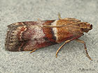  62.034 Acrobasis repandana Copyright Martin Evans 