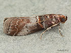  62.035 Acrobasis advenella Copyright Martin Evans 