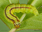  62.035 Acrobasis advenella larva 10mm Copyright Martin Evans 