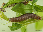  62.037 Acrobasis marmorea larva 13mm Copyright Martin Evans 
