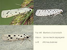  62.042 Myelois circumvoluta, Yponomeuta spp. and Ethmia spp. Copyright Martin Evans 