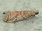  62.065 Ephestia woodiella Copyright Martin Evans 