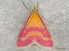  63.004 Pyrausta sanguinalis Copyright Martin Evans 