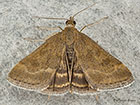  63.005 Pyrausta despicata Copyright Martin Evans 