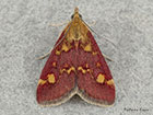  63.006 Pyrausta aurata Copyright Martin Evans 