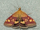  63.006 Pyrausta aurata Copyright Martin Evans 