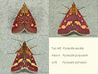  63.006 Pyrausta aurata and Pyrausta purpuralis Copyright Martin Evans 