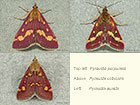  63.007 Pyrausta purpuralis and Pyrausta aurata Copyright Martin Evans 