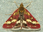  63.008 Pyrausta ostrinalis Copyright Martin Evans 