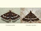  63.009 Pyrausta nigrata and Pyrausta cingulata Copyright Martin Evans 