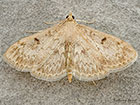  63.020 Anania perlucidalis Copyright Martin Evans 