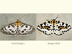  63.025 Small Magpie and Magpie Moth Copyright Martin Evans 