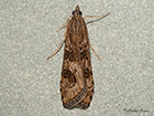  63.052 Nomophila noctuella Copyright Martin Evans 