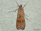  63.052 Nomophila noctuella Copyright Martin Evans 