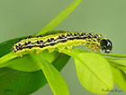  63.054 Cydalima perspectalis larva mm Copyright Martin Evans 