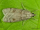  63.062 Scoparia subfusca Copyright Martin Evans  